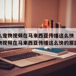为什么宠物视频在马来西亚传播这么快（为什么宠物视频在马来西亚传播这么快的原因）